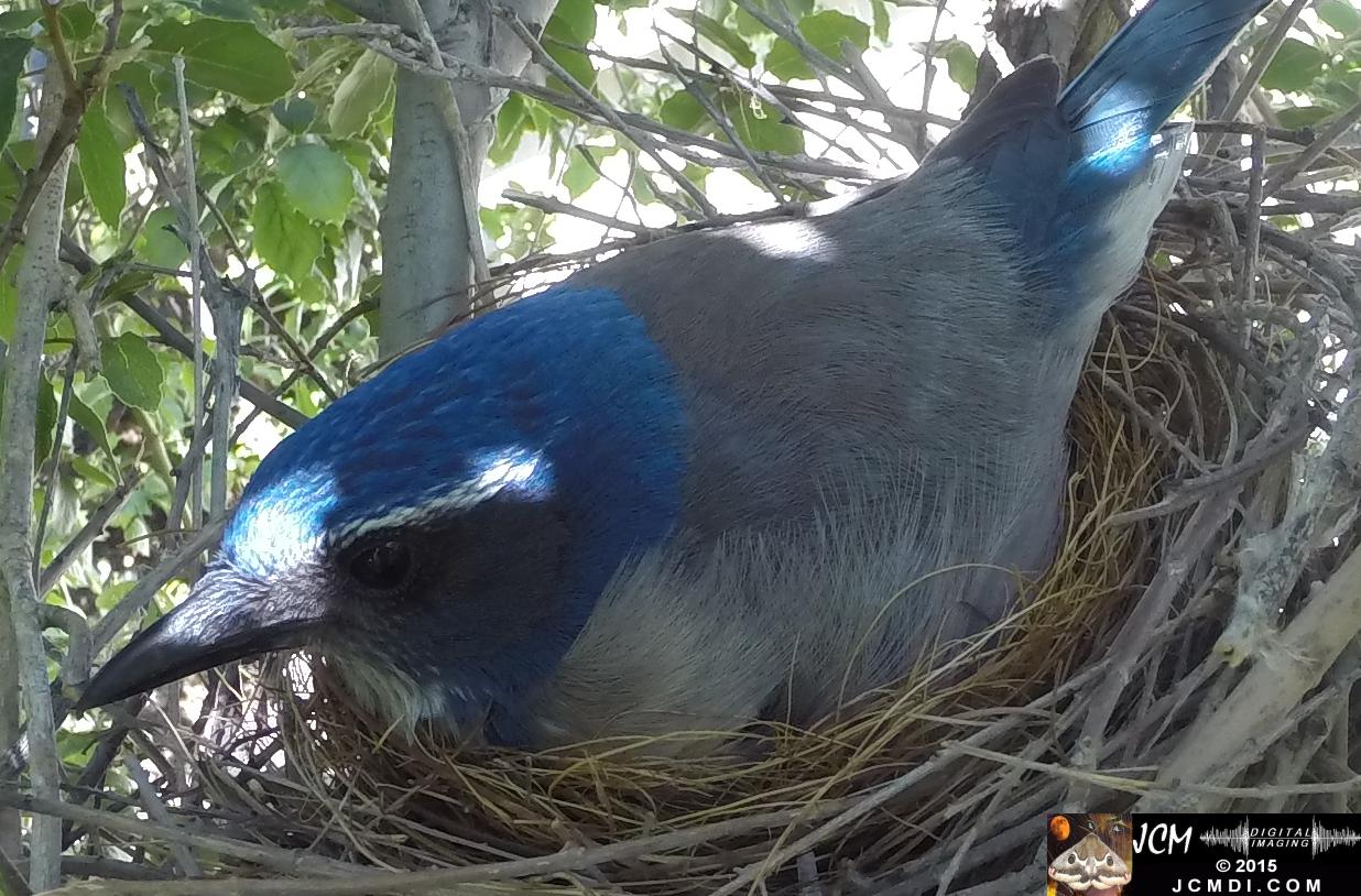 Female Scrub Jay on nest Documentary GoPro Hero3+ Black polecam 4-4-2015 Santa Clarita JCMDI.COM